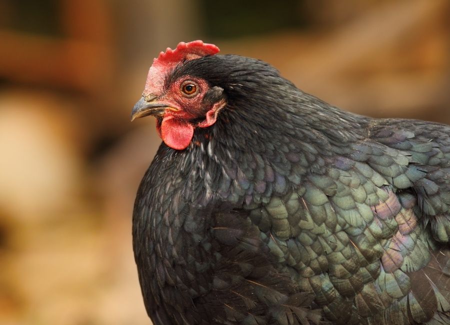 Tavuk Yetiştiriciliğinde Yenilikçi Yaklaşımlar