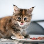 Kediniz İçin En İyisini Seçin: Mama ve Petshop Rehberi Kedi maması (1)