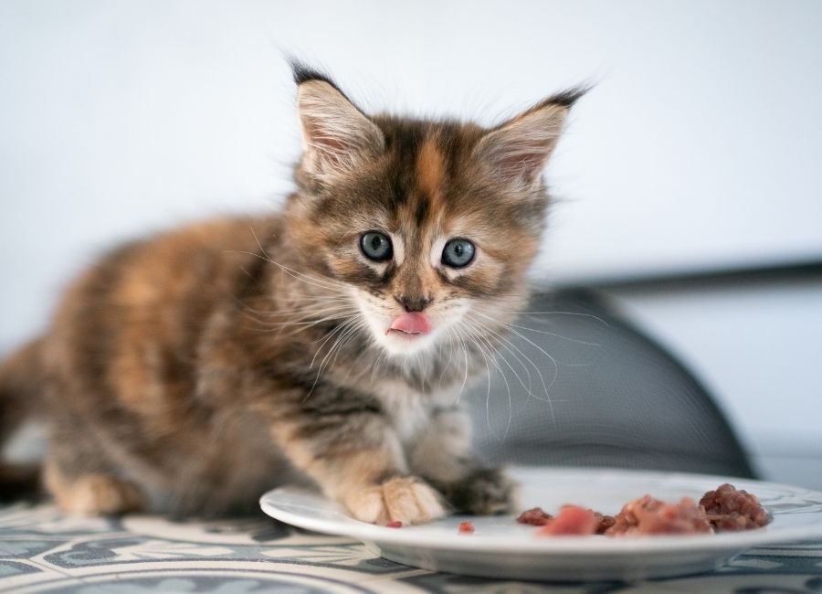 Kediniz İçin En İyisini Seçin: Mama ve Petshop Rehberi