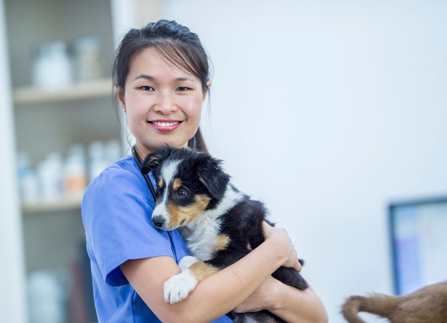 Minik Dostlarınıza Güvenli ve Profesyonel Hizmet