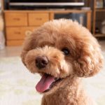 İzmir’de Toy Poodle Sahiplenmenin Güvenli Adresi toy poodle (7)