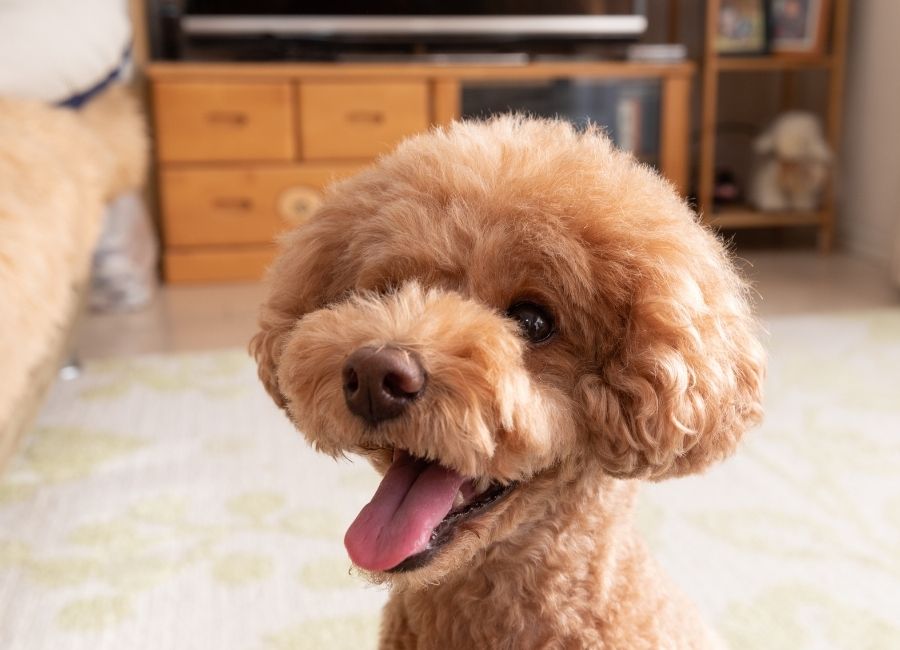 İzmir’de Toy Poodle Sahiplenmenin Güvenli Adresi